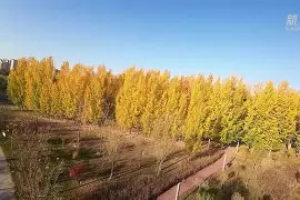 布莱斯特城逼平劲旅，令人耳目一新